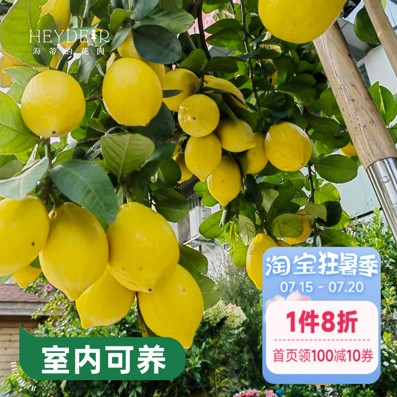 海蒂的花园香水柠檬家庭好养