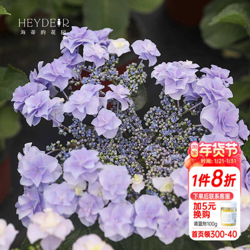 海蒂的花园绣球花头花胸花重瓣大花四季好养阳台庭院植物花卉盆栽,鲜花速递/花卉仿真/绿植园艺,绣球/木绣球/木本植物,淘宝优惠券,粉丝福利购,淘宝优惠卷