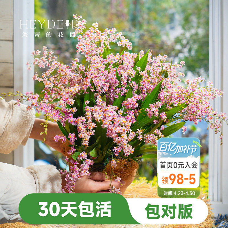 海蒂的花园梦香文心兰盆栽室内兰花植物桌面绿植海妈家成都总店