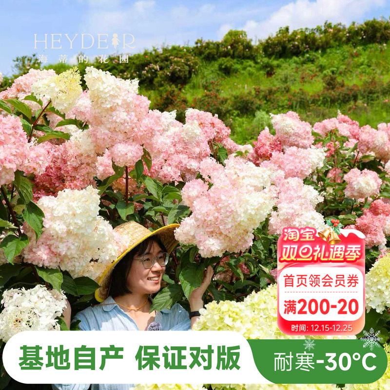 海妈北方耐寒耐旱植物花卉盆栽