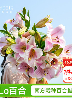 海蒂的花园成都总店LO百合种球进口球根庭院盆栽阳台植物海妈