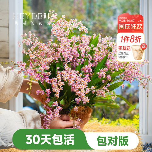 海蒂的花园文心兰盆栽