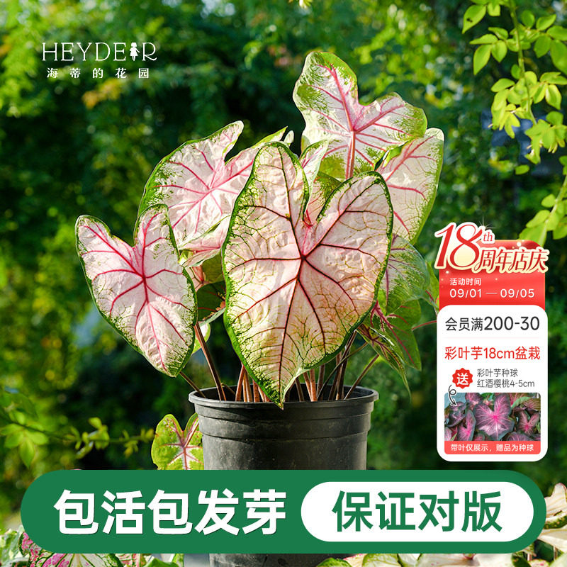 海蒂的花园彩叶芋种球粉色飞溅白色恋人桌面盆栽观叶植物室内绿植图片