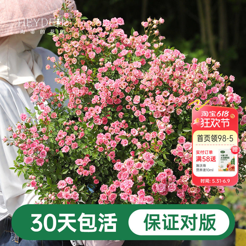 海蒂的花园月季花苗超微开花小微型迷你阳台室外露台植物花卉盆栽