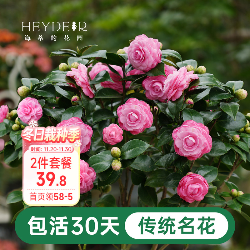 海蒂的花园茶花盆栽好养花卉庭院