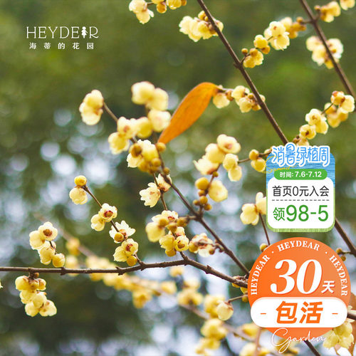 海蒂的花园腊梅花苗易活好养