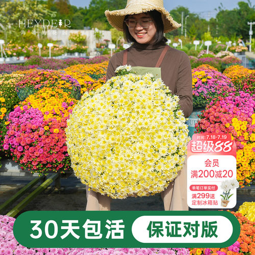 海蒂宿根草花球菊带花盆栽
