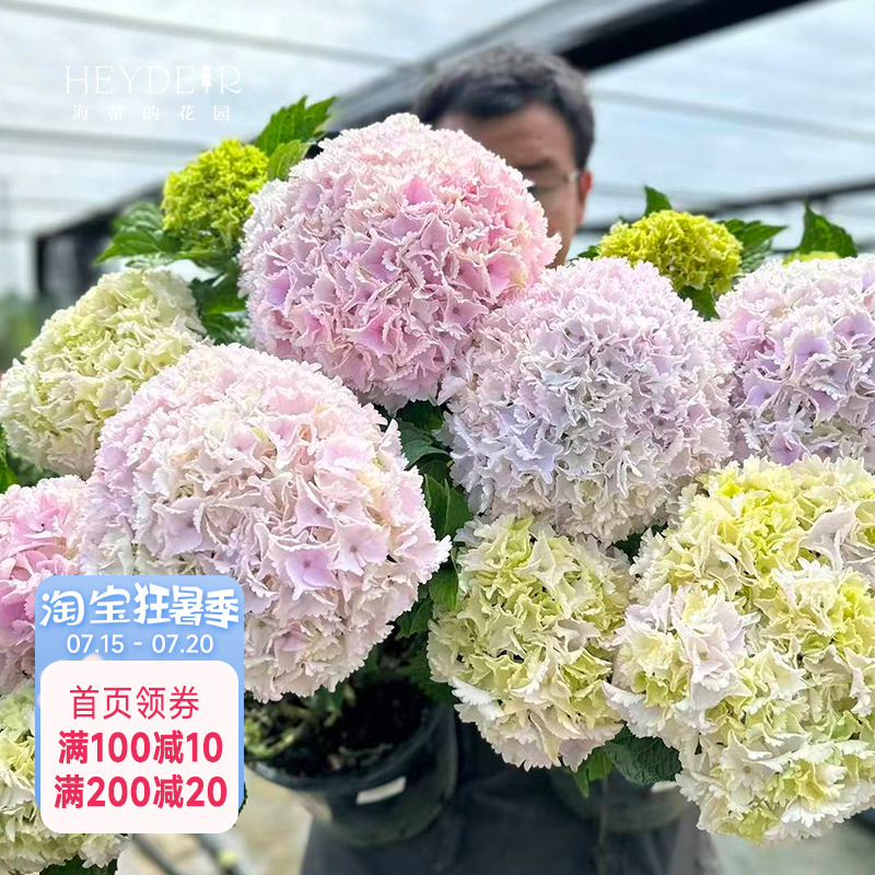 海蒂的花园魔幻绣球系列庭院阳台