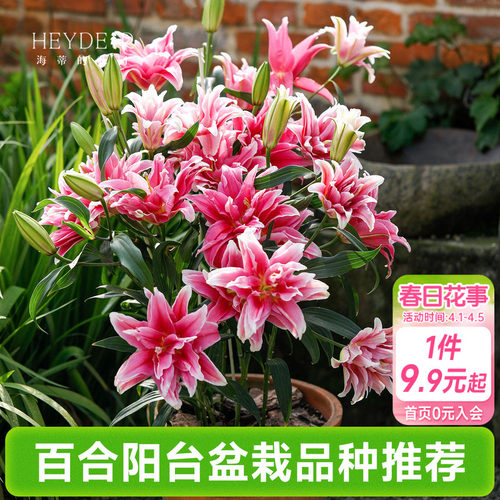 百合种球阳台盆栽品种