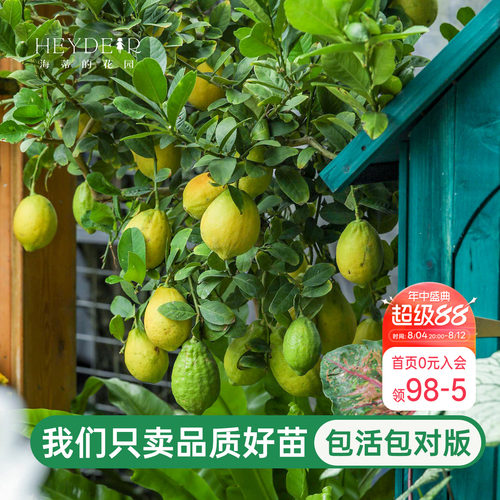 海蒂的花园广东香水柠檬树树苗盆栽四季绿植果树阳台庭院耐热植物