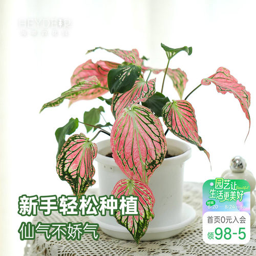 海蒂的花园 彩叶芋盆栽苗粉色飞溅白色恋人桌面观叶植物室内绿植