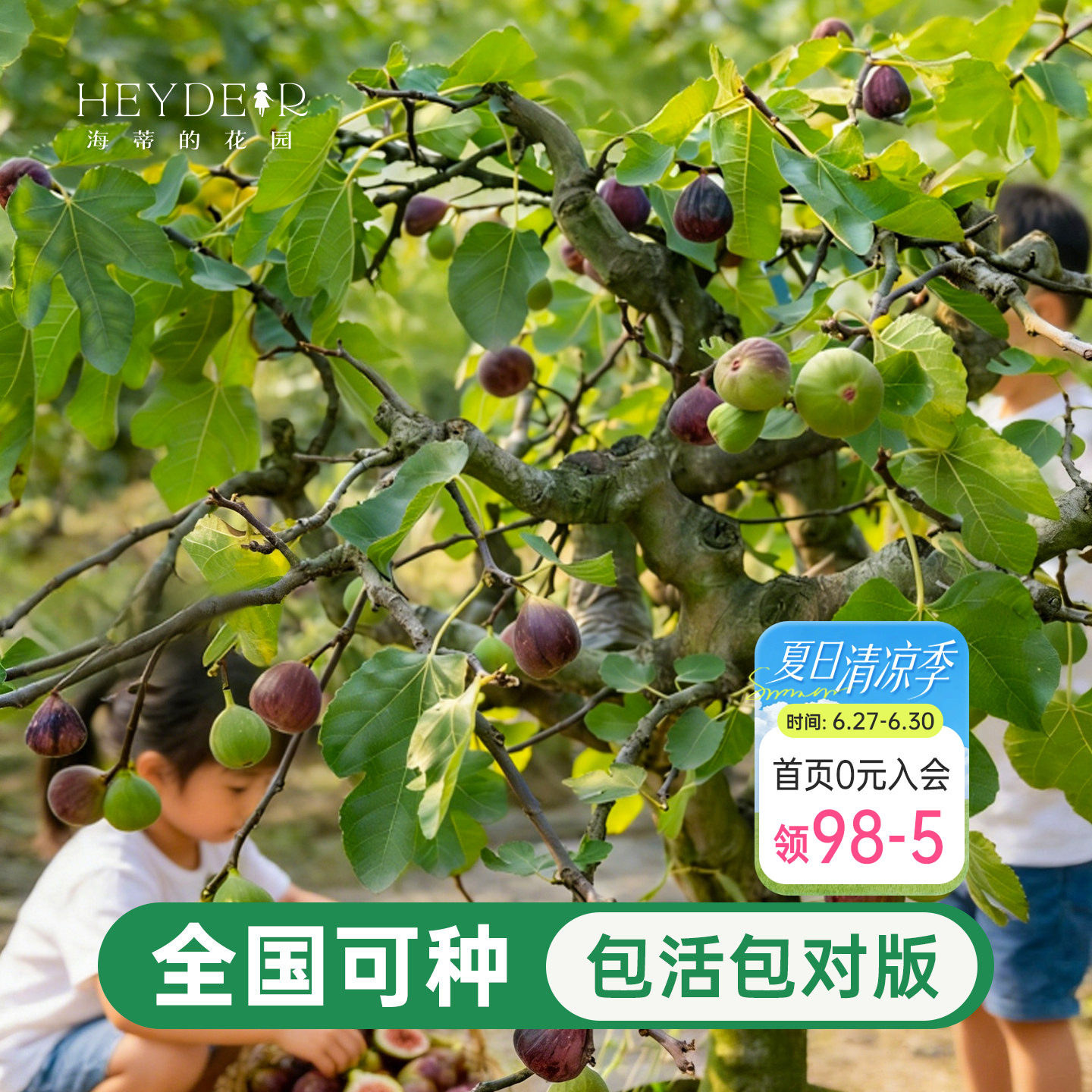 海蒂的花园无花果树果苗盆栽当年结果南北方可种大果布兰瑞克耐寒