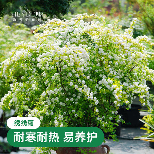 海蒂的花园绣线菊黄金喷泉庭院