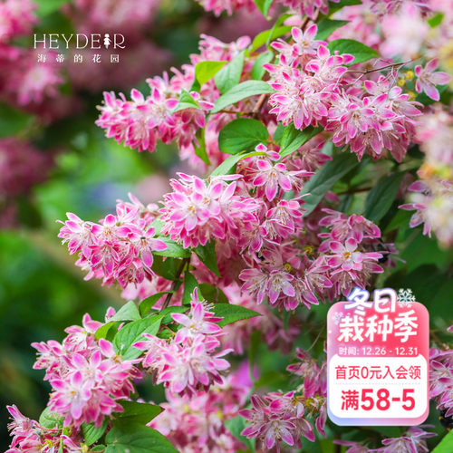 春天花瀑布溲疏海蒂的花园灌木