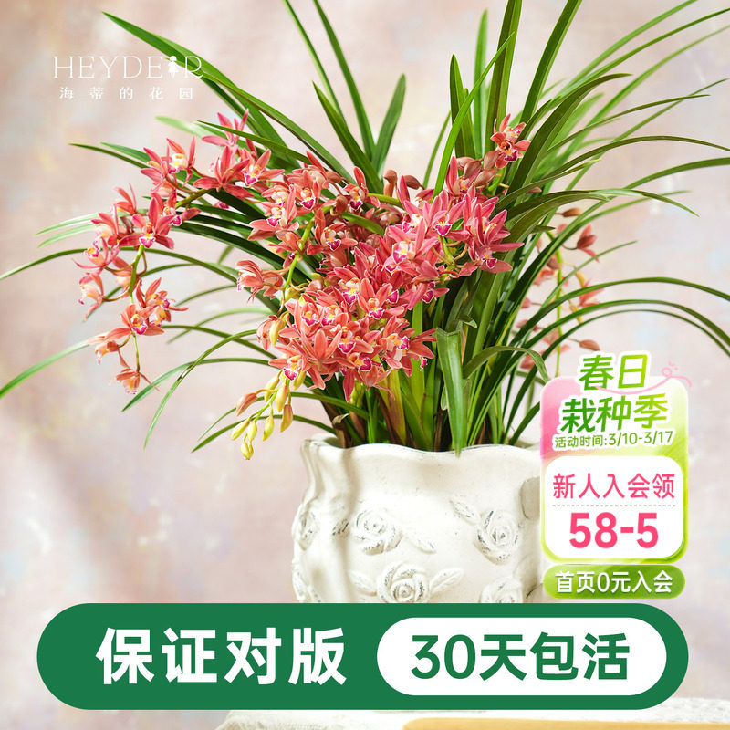 海蒂的花园 兰花兰草盆栽杂交蕙兰草本阳台室内花卉植物盆栽苗