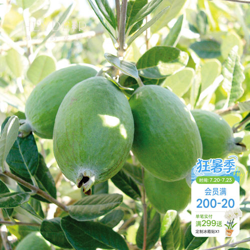 海蒂的花园菲油果树苗水果苗