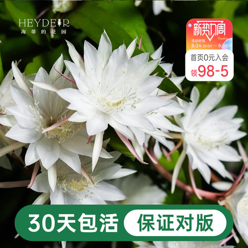 海蒂的花园昙花好养有香味花卉