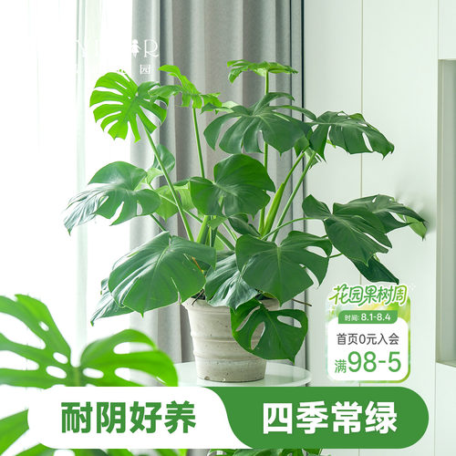 室内盆栽植物好养易活懒人观叶