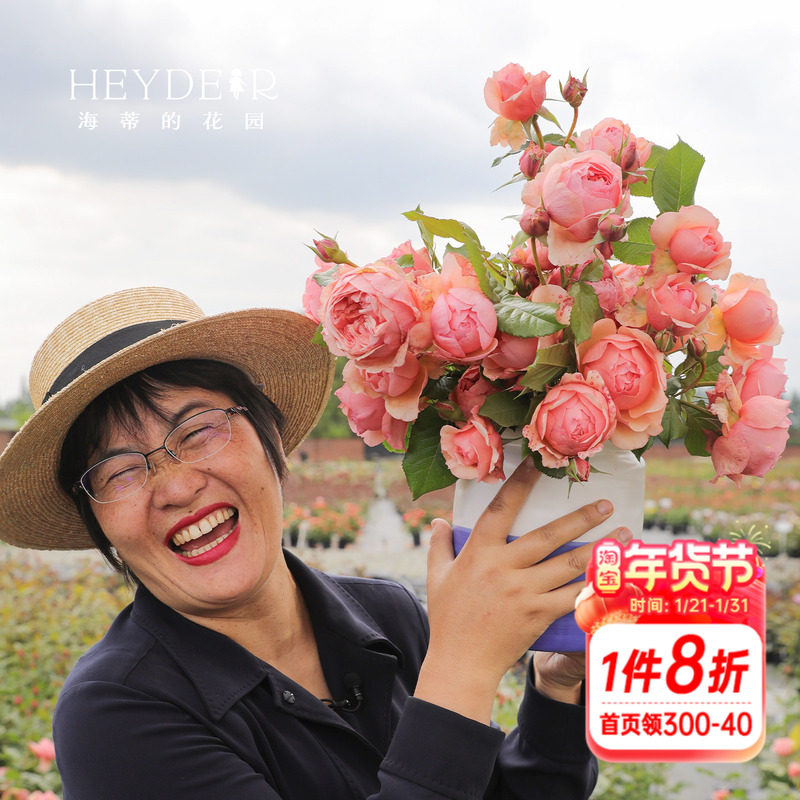 海蒂的花园月季花苗真宙直立切花月季耐热强果香阳台花卉盆栽,鲜花速递/花卉仿真/绿植园艺,月季/蔷薇/玫瑰,淘宝优惠券,粉丝福利购,淘宝优惠卷