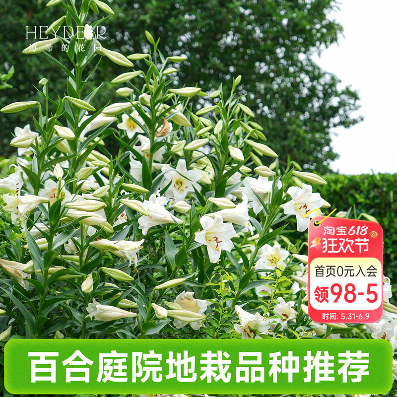海蒂的花园成都总店春百合种球庭院地栽品种进口球根植物海妈