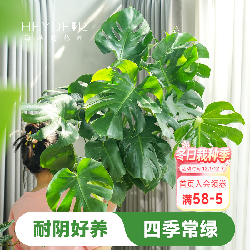 海蒂的花园龟背竹盆栽