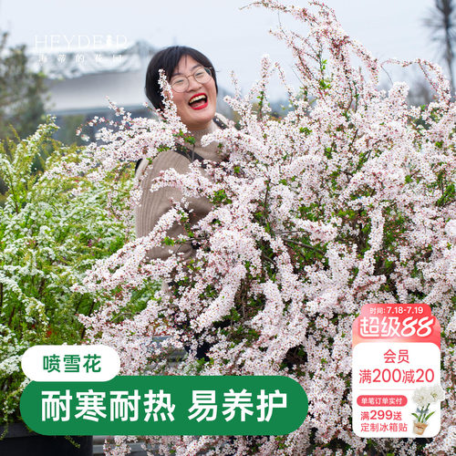 海蒂的花园金叶雪柳多年生花灌木