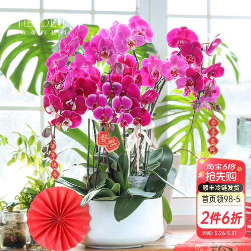 带花苞蝴蝶兰海蒂的花园