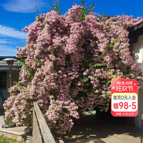 海蒂花灌木多年生猬实花卉