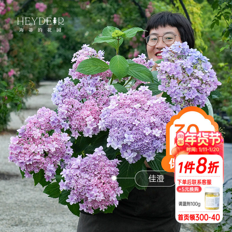 海蒂的花园绣球花苗无尽夏宴会新品绣球庭院阳台易活植物花卉盆栽,鲜花速递/花卉仿真/绿植园艺,绣球/木绣球/木本植物,淘宝优惠券,粉丝福利购,淘宝优惠卷