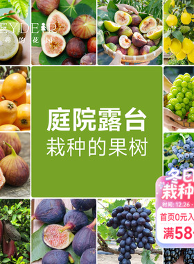 海蒂的花园 果树盆栽香水柠檬葡萄无花果好养果量大庭院易活果苗