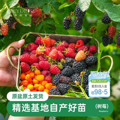 海蒂的花园树莓浆果耐寒灌木好养