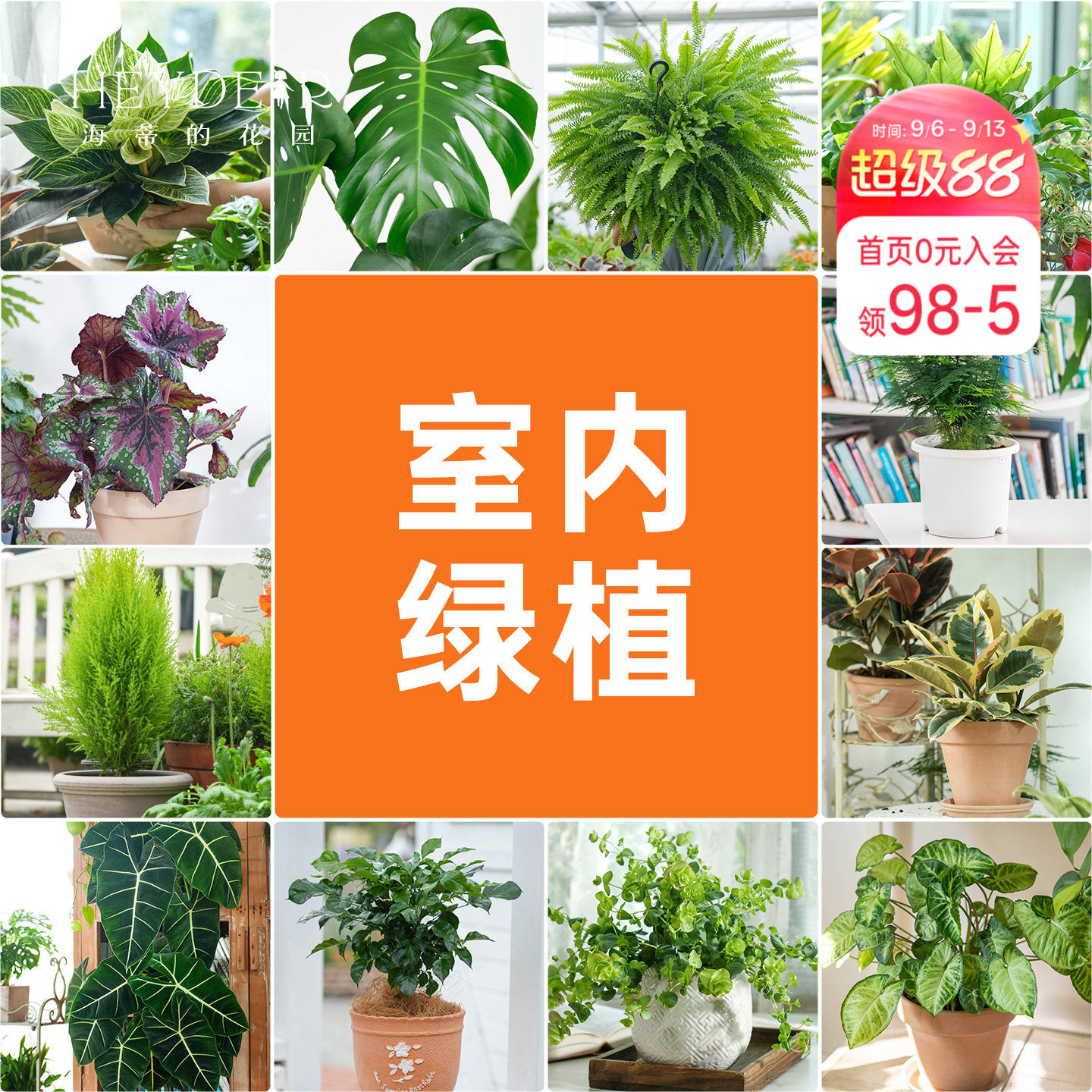 海蒂的花园室内绿植铂金钻龟背竹盆栽室内客厅桌面办公室观叶植物图片