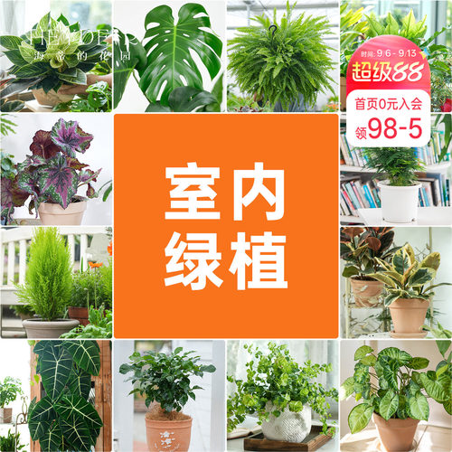 海蒂的花园室内绿植铂金钻龟背竹盆栽室内客厅桌面办公室观叶植物