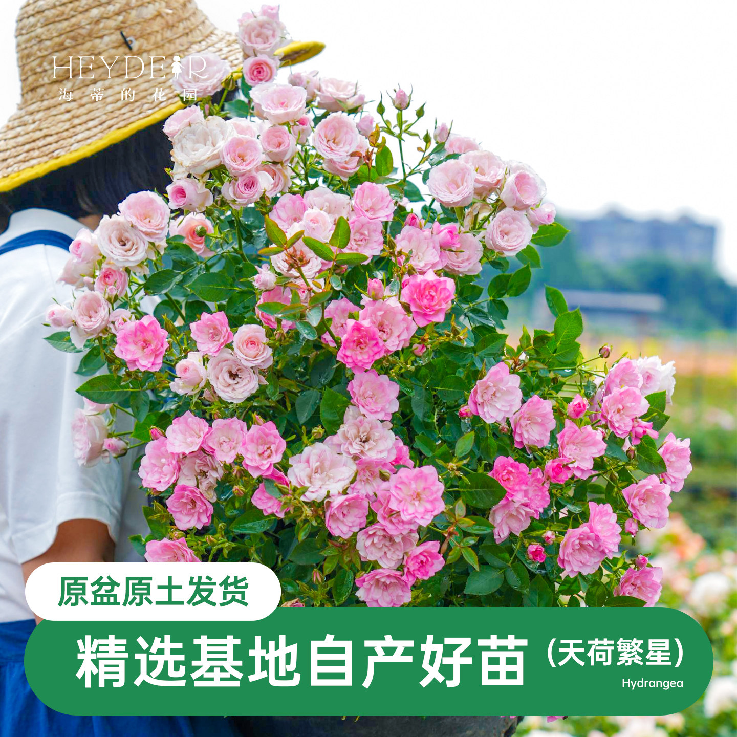 海蒂的花园 天荷/繁星微型月季花期长丰花多头阳台花卉植物盆栽苗