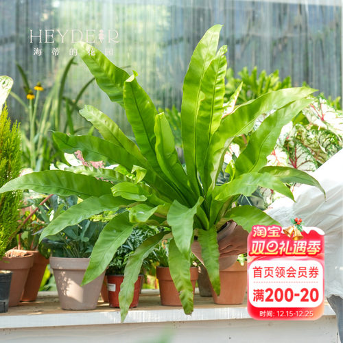 海蒂花园鸟巢蕨办公室绿植