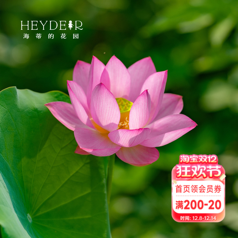 海蒂的花园 碗莲种藕荷花水培植物多年生水生花卉莲花水养裸根苗