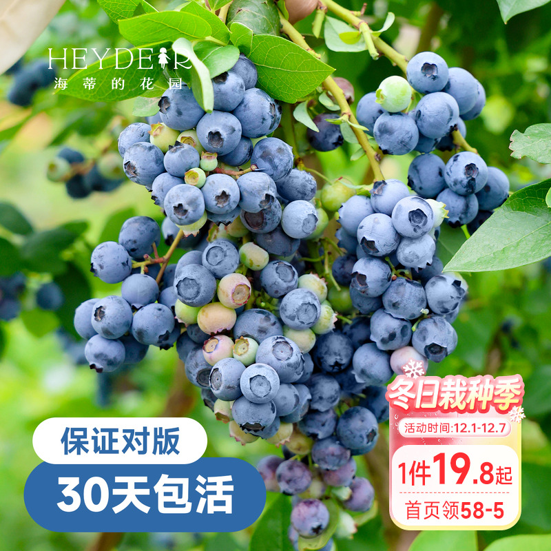 带花苞今年收果盆栽苗