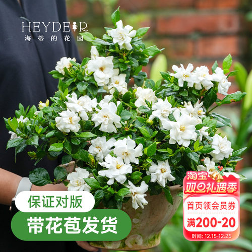 栀子花清香四溢常绿室内阳台