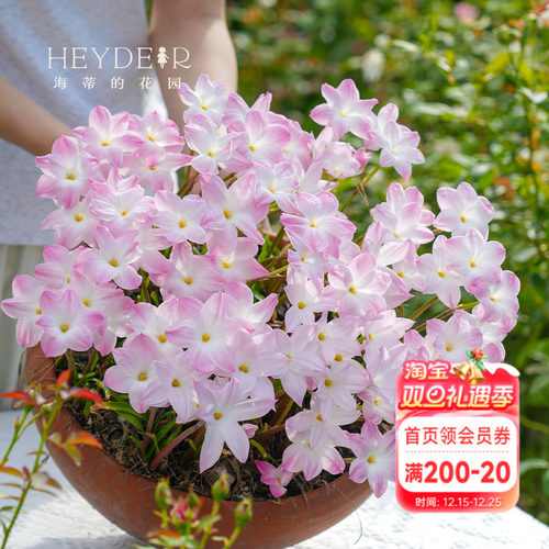 风雨兰多年生球根花卉耐热