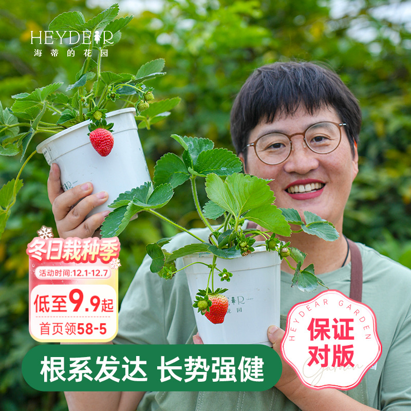 海蒂的花园草莓苗盆栽苗秧种子秋冬季多季结果原土原盆红颜奶油