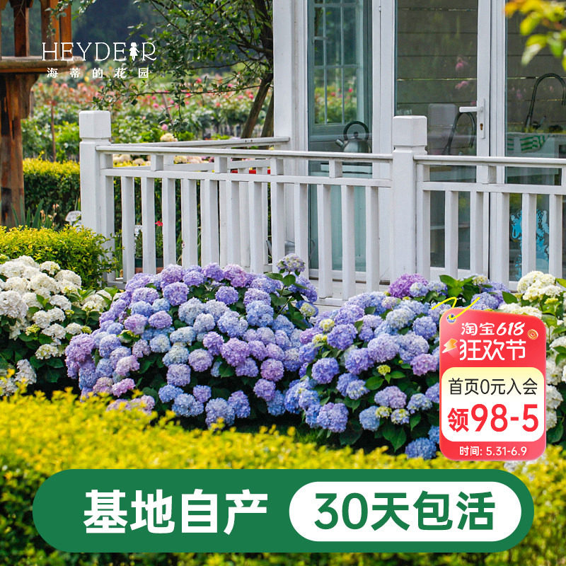 海蒂的花园绣球花苗盆栽无尽夏万华镜大花阳台花园庭院花卉植物