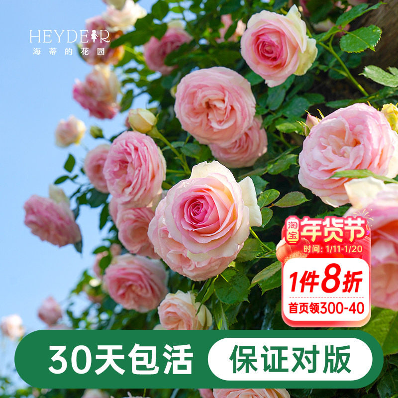 海蒂的花园月季花苗盆栽粉色龙沙宝石木本花卉阳台开花玫瑰海妈家