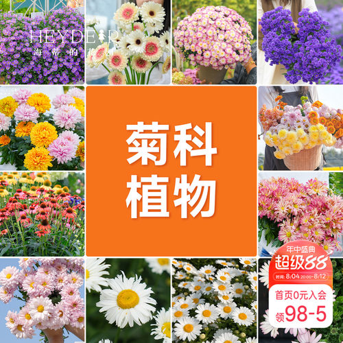 海蒂的花园球菊洋菊菊花盆千头菊菊花苗耐热带花苞阳台花园植物