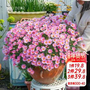 海蒂的花园玛格丽特多年生洋菊阳台庭院盆栽地栽菊科草本花卉植物