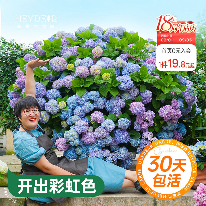 海蒂的花园绣球花苗无尽夏大海蓝万华镜阳台四季种植物树苗盆栽图片