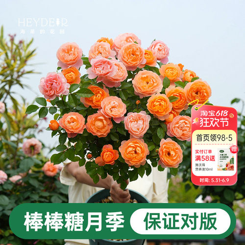 海蒂的花园棒棒糖月季花苗盆栽果汁阳台蓝色阴雨开花植物四季花卉