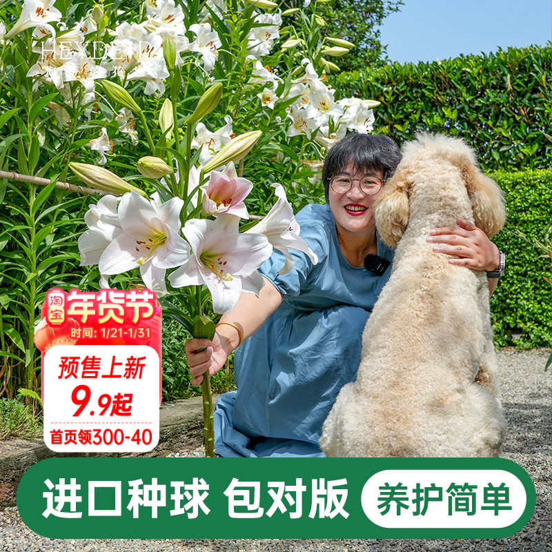 海蒂的花园春百合种球重瓣进口球根香水庭院盆栽切花阳台植物海妈,鲜花速递/花卉仿真/绿植园艺,种球/裸根,淘宝优惠券,粉丝福利购,淘宝优惠卷