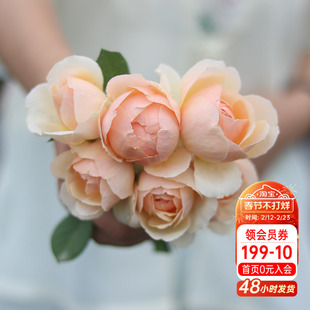 海蒂的花园 无名的裘德欧月浓香灌木月季大花包子长势好花卉盆栽