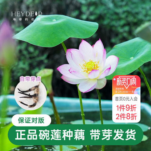 海蒂的花园 碗莲种藕荷花水培植物新手莲花可缸养庭院水生植物