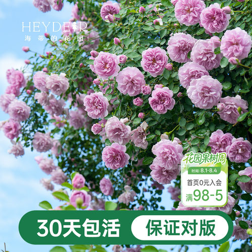 海蒂的花园爬藤月季花苗